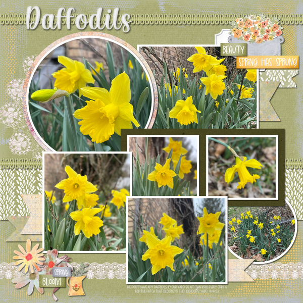 Daffodils