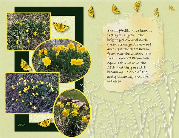 Daffodils