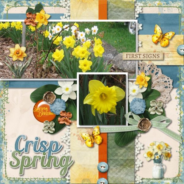 Daffodils