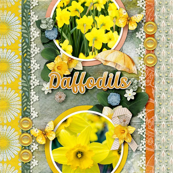 Daffodils