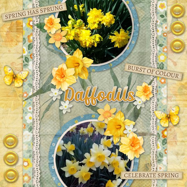 Daffodils