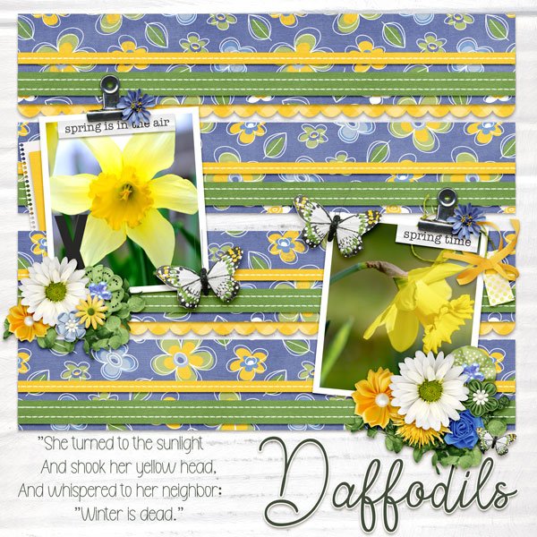 Daffodils