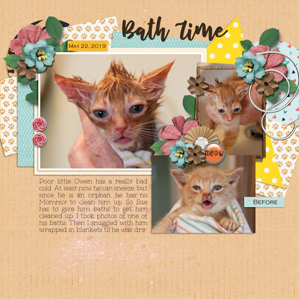 Dagilicious - Project 2019 Meow-ments