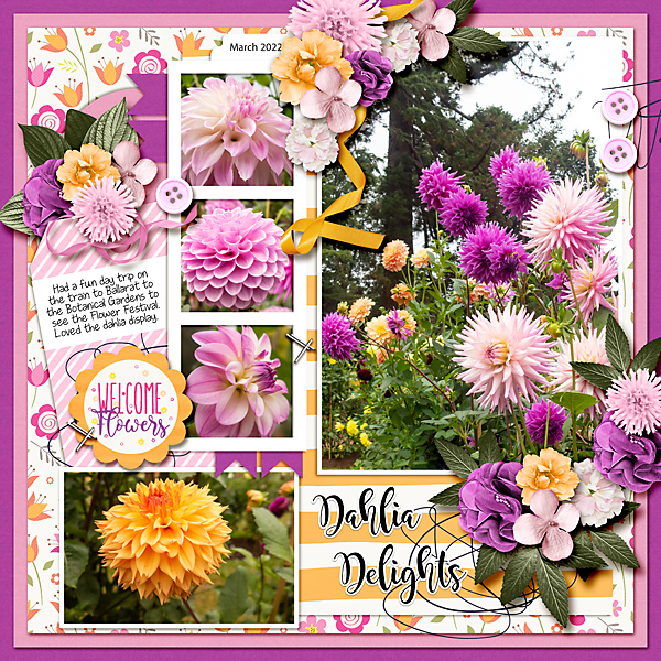 Dahlia Delights
