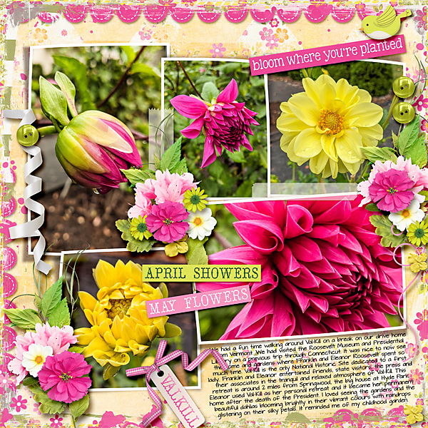Dahlias - In Flower