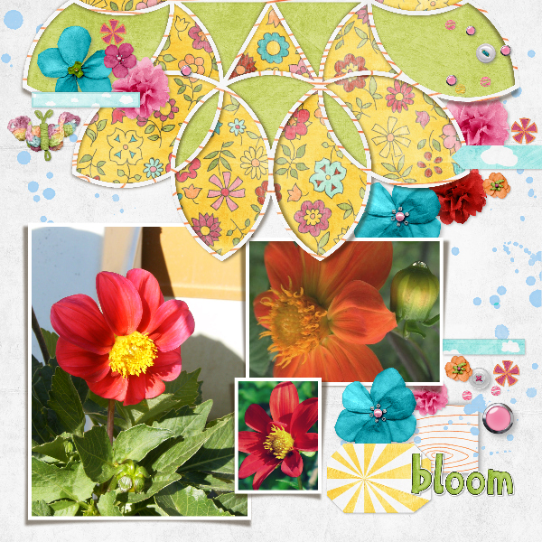 dahlias