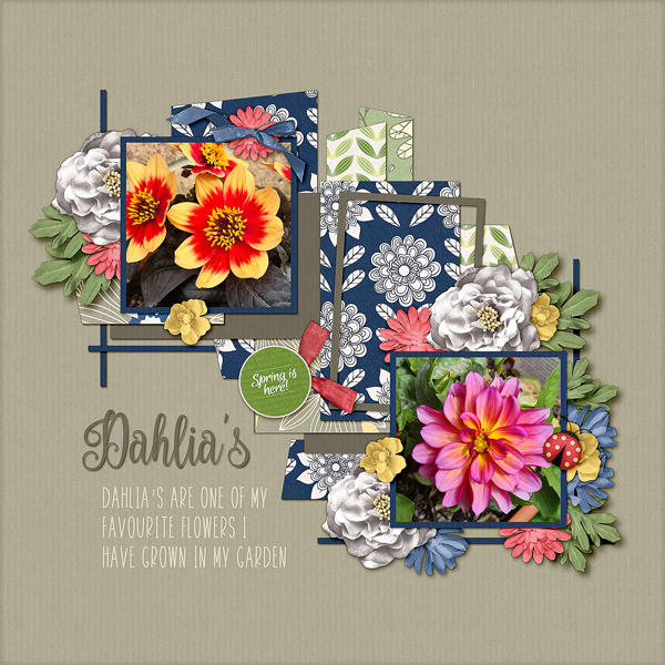 Dahlias