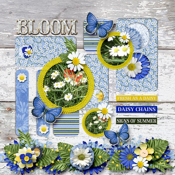 daisies