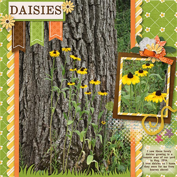 Daisies
