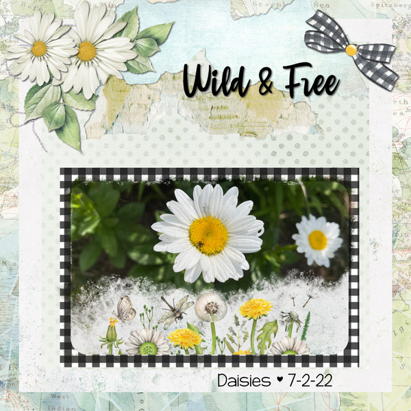 Daisies