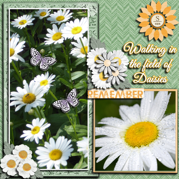Daisies