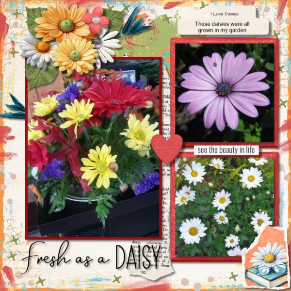 Daisies