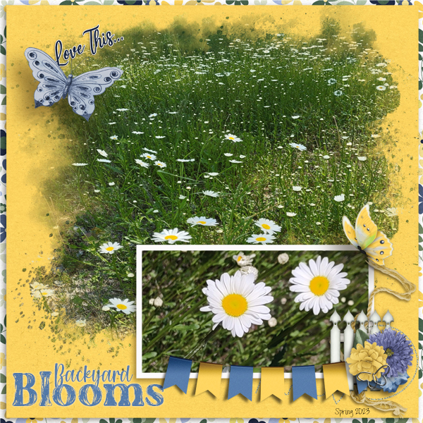 daisies7