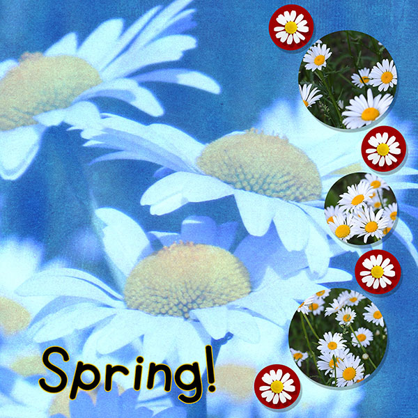 Daisy Days