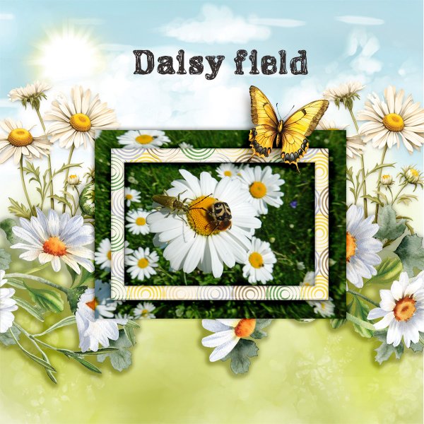 Daisy-field.jpg