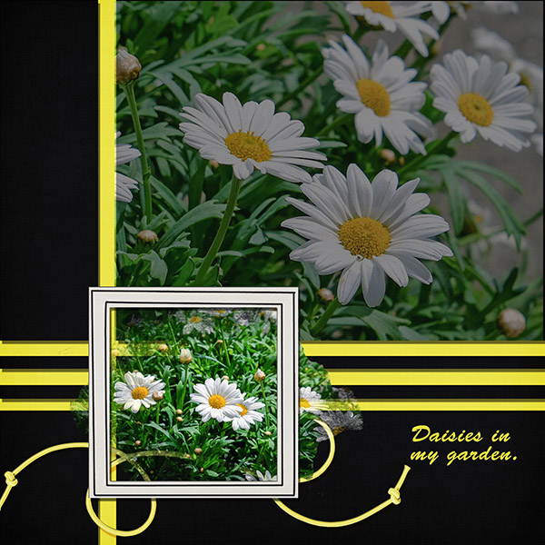 Daisy Garden