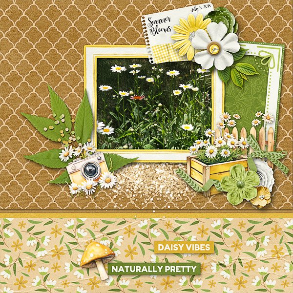 Daisy Vibes in Summer