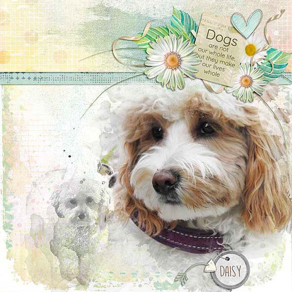 Daisy