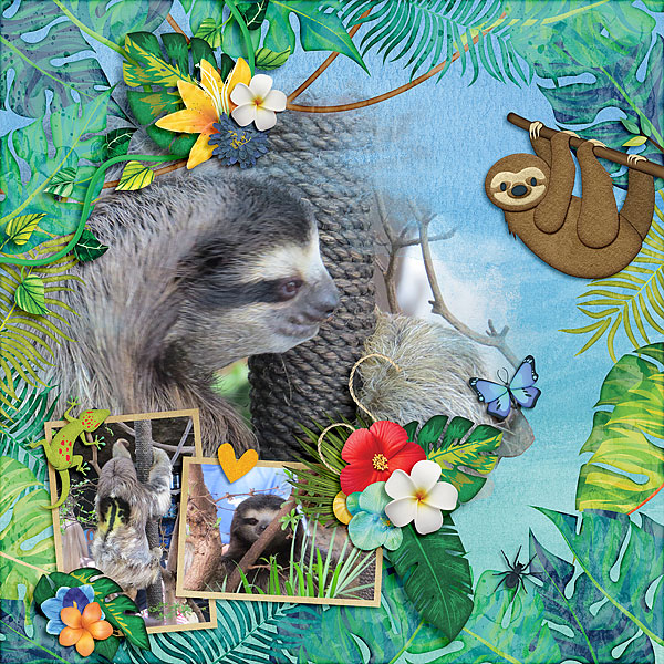 Dallas World Aquarium 2017 - Sloth