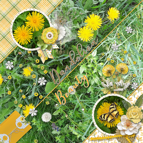 Dandelion Beauty