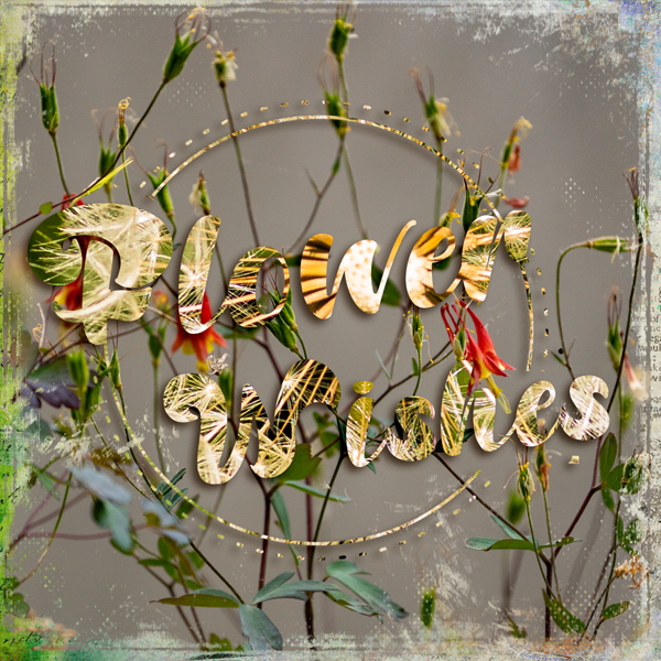 Dandelion Flower Wishes