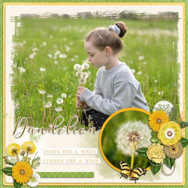 Dandelion