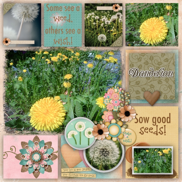 dandelion1