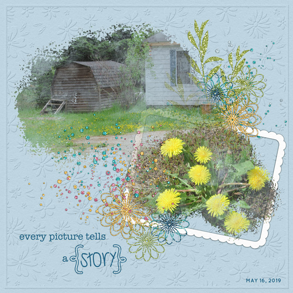 DANDELIONS---MAY-16_-2020