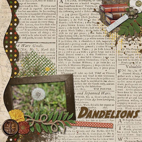Dandelions