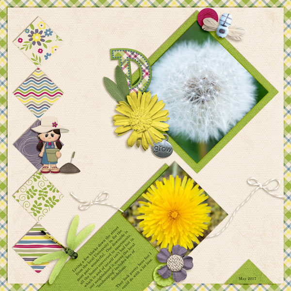 Dandelions