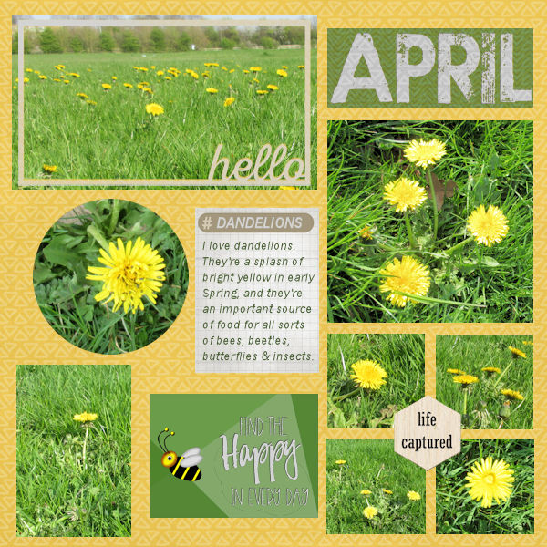 Dandelions