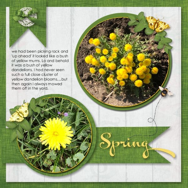 Dandelions