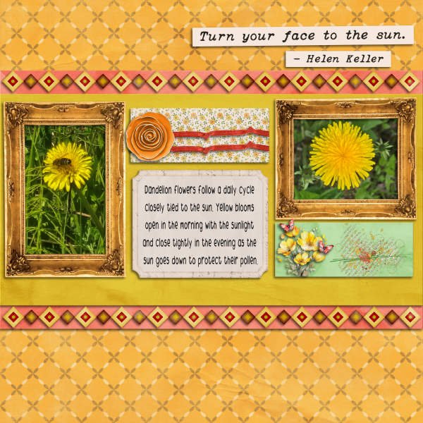 dandelions