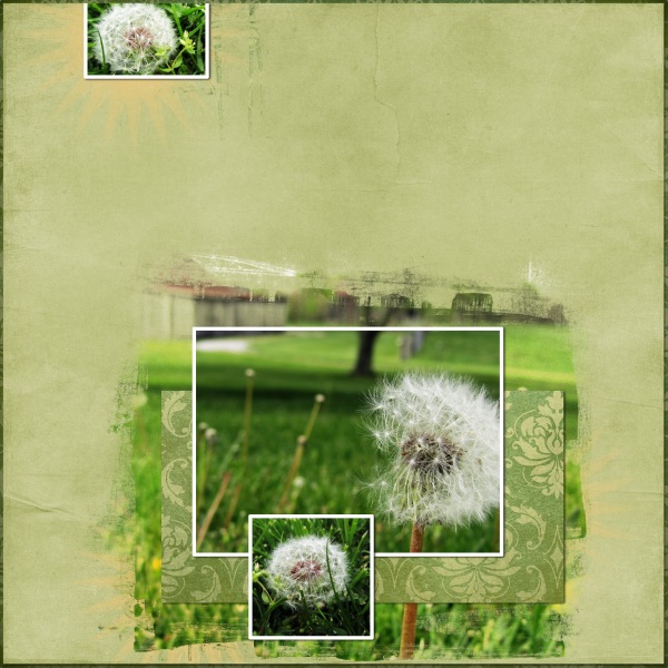 Dandelions