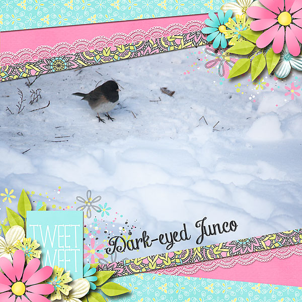 Dark-eyed Junco