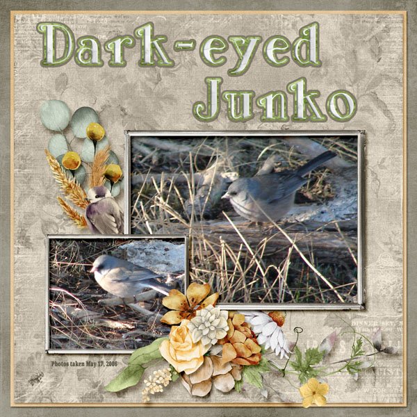 Dark-eyed Junko small.jpg