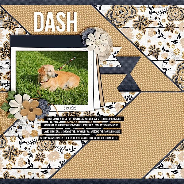 Dash web.jpg
