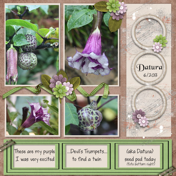 Datura