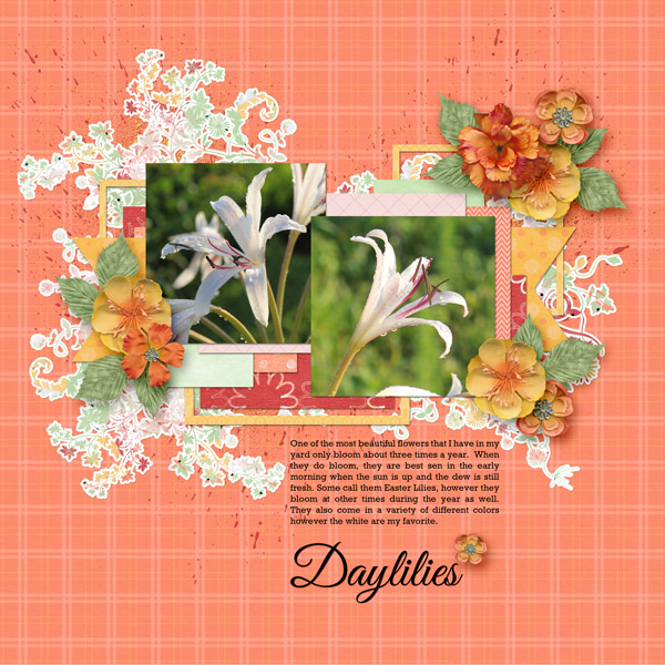 Daylilies