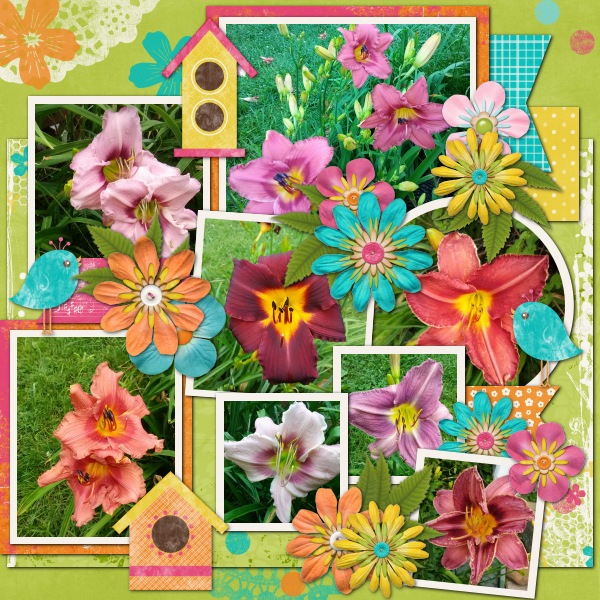Daylilies