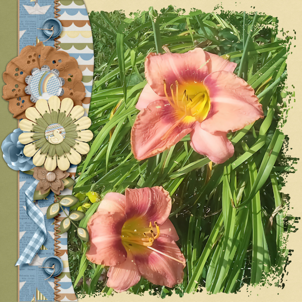 Daylilies