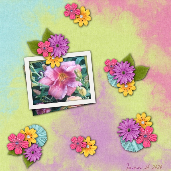 Daylily