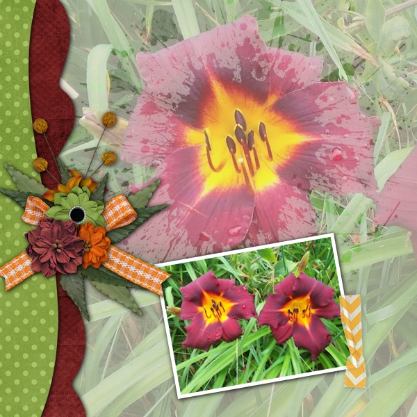 Daylily