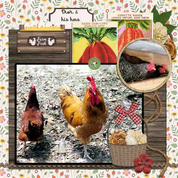 DD November Dior and his hens