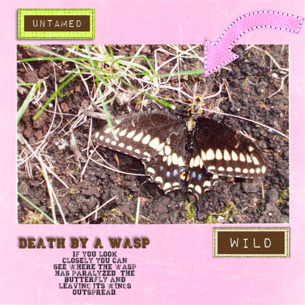 Death by a wasp