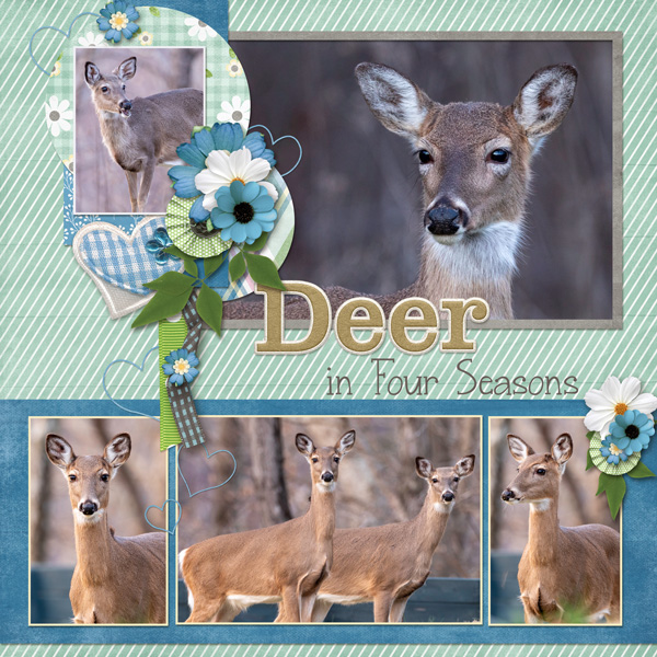 Deer in Four Seasons