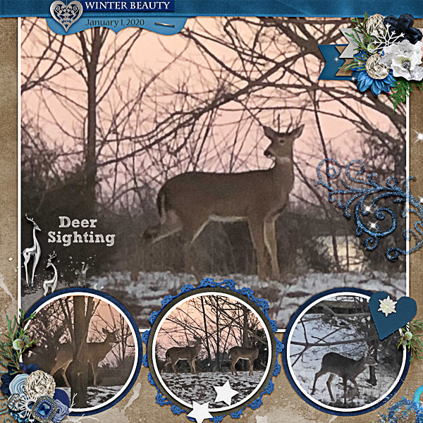 Deer Sighting