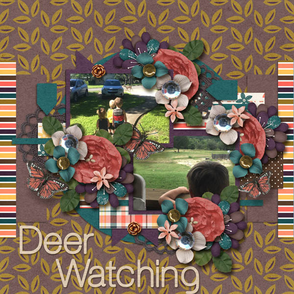 Deer Watching