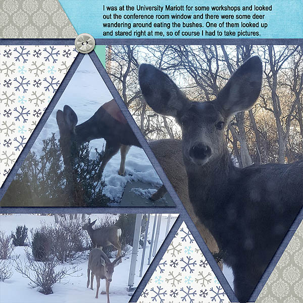 Deer