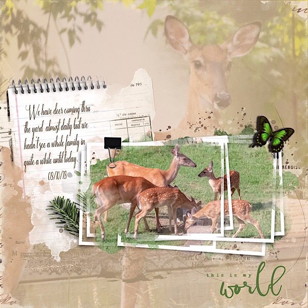 Deer